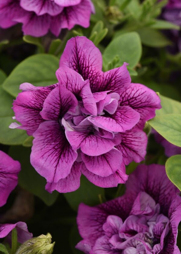 Double Petunia – choice of color (10 inch hanging basket)