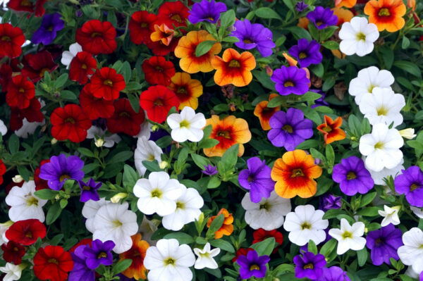 Calibrachoa or “Million Bells” Mix of Colors (10 inch hanging basket)