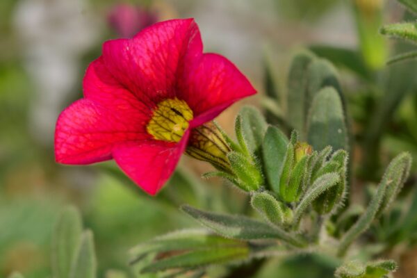 Calibrachoa or “Million Bells” Mix of Colors (10 inch hanging basket) - Image 2