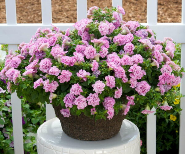 Double Petunia – choice of color (10 inch hanging basket) - Image 4