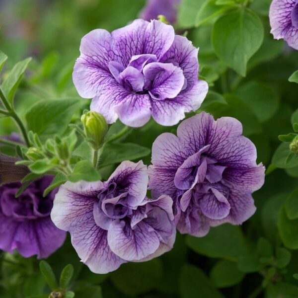 Double Petunia – choice of color (10 inch hanging basket) - Image 5